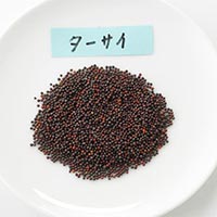 ナチュラルライフステーション 有機種子 ターサイ 約430粒