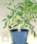 ミラクルスティック「千花」