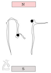 トウモロコシの胚部実験