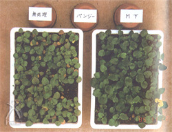 真上から見た様子