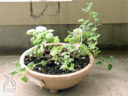 ミラクルスティック「千花」なしのスウィートバジル