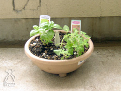 ミラクルスティック「千花」を差したスウィートバジル