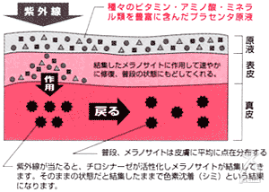 プレセンタの働き