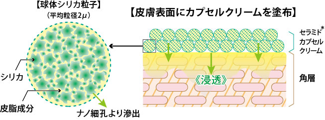 皮膚表面にカプセルクリームを塗布したときの浸透がわかる断面図