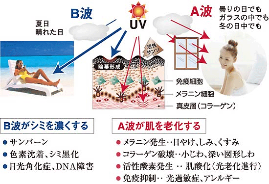紫外線が影響する範囲