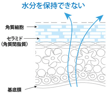 水分を保持できない