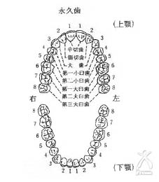 歯の構成　上顎・下顎