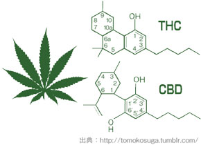 世界で進む、大麻の活用