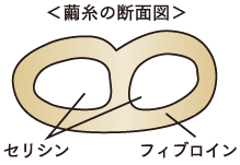 セリシンの構造とは？繭糸の断面図