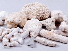 本草綱目でも、サンゴは高級な生薬として紹介されています。