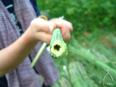 ジンノのふとん：ヘンプ麻の茎繊維