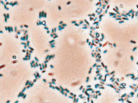 乳酸菌の画像