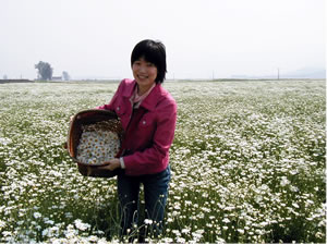 佐々田　除虫菊畑にて