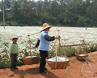 除虫菊を運ぶ