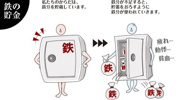 鉄の貯金　私たちのからだは、鉄分を貯蔵しています。　鉄分が不足すると、貯蓄をおろすように鉄分が使われていきます。