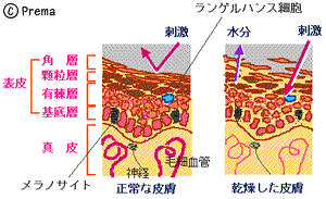 正常な皮膚　乾燥した皮膚