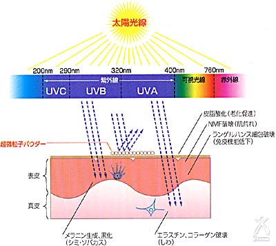 綺羅化粧品　綺羅化粧品　紫外線の肌への影響