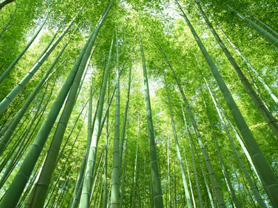 竹