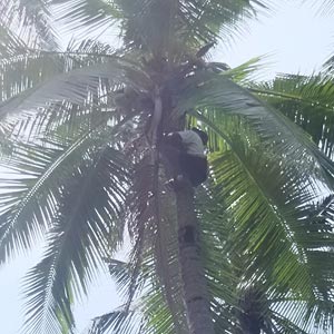 ココナッツの収穫