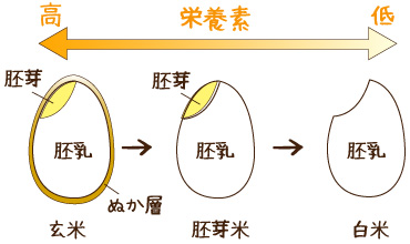 玄米、胚芽米、白米の栄養素