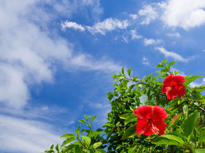 ジオスゲニン豊富な琉球自然薯クーガ芋 | びんちょうたんコム