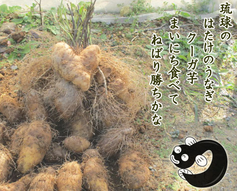 幻の琉球自然薯クーガ芋 top