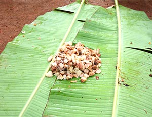 カカオ豆をバナナの葉でくるんで発酵させる様子