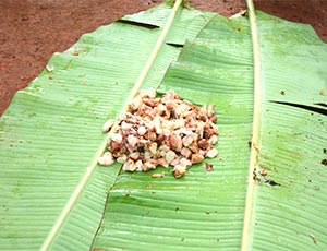 カカオ豆をバナナの葉でくるんで発酵させる様子