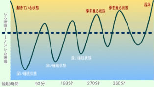 ノンレム睡眠とレム睡眠