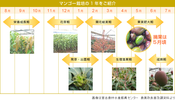 マンゴー栽培の1年をご紹介
