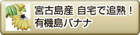 宮古島産 自宅で追熟 有機島バナナ