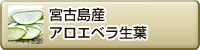 宮古島産 アロエベラ生葉