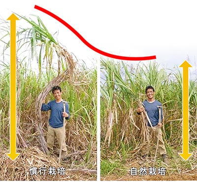 販売ページを作るにあたり『化学肥料使用の有無の差異がわかる画像を送って欲しい』 というリクエストを受けて、隣接圃場のサトウキビ（写真：左）と、うちの子（サトウキビ　写真右）を撮影しました。