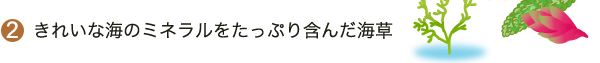 きれいな海のミネラルをたっぷり含んだ海草