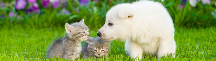 犬と猫のたわむれ