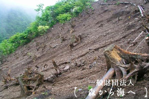 鹿害　一般社団法人　森から海へ