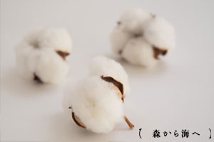 森から海へ オーガニックコットンの原料である綿