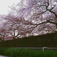 原田の森、桜並木(ハラダノモリ、サクラナミキ) 