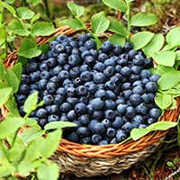 7月～9月の成熟した時期にのみ手摘みで収穫される、北欧を中心に自生する野生種ビルベリーを使用しています。