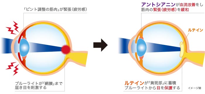 アントシアニンとルテインが眼の調子を整えるメカニズム