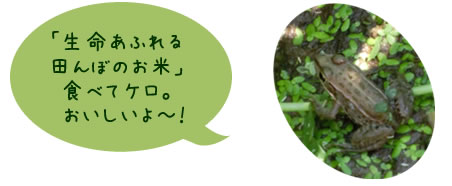 「「生命あふれる田んぼのお米」食べてケロ。おいしいよ~!