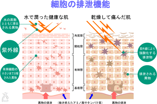 オーブスのフェイス ボディケア エスケアウォーター びんちょうたんコム