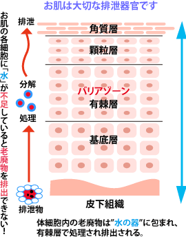 お肌は排泄器官であるという認識の大切さ