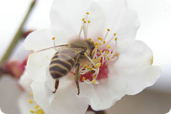 写真：梅の花にとまるみつばち