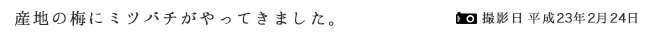 産地の梅にミツバチがやってきました。撮影日：平成23年2月24日