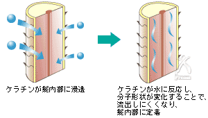 ケラチン