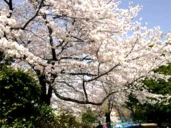 春の飛鳥山公園の桜