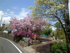 四季折々の草花が迎えます(周辺)