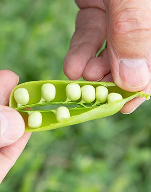 有機農法で育てたえんどう豆を使用
