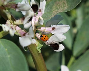 有機農法のそら豆の花とテントウムシ